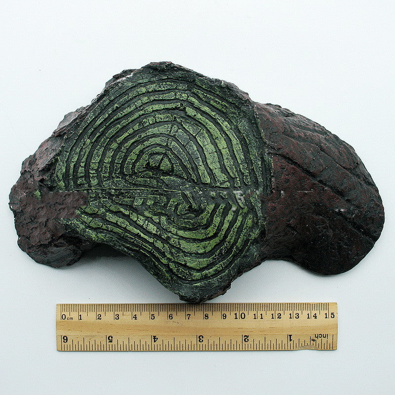 Platformă pentru broască țestoasă