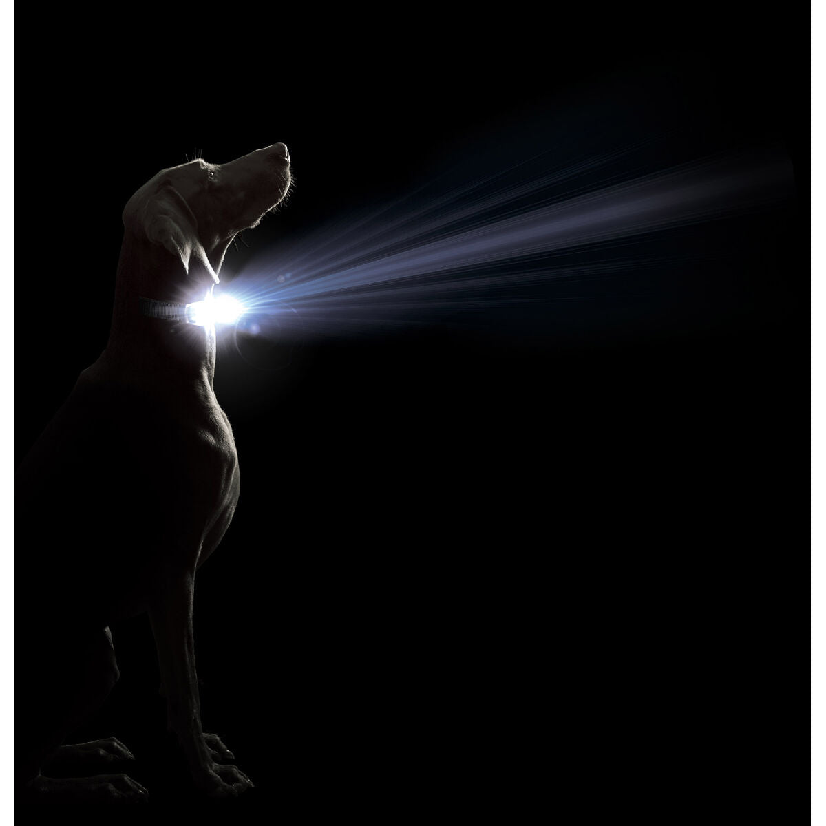 Zgardă pentru Câini Dog Gone Smart